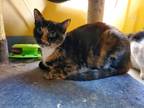 Adopt Spock a Brown or Chocolate Domestic Shorthair / Domestic Shorthair / Mixed