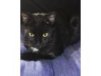 Adopt Leecho a Black (Mostly) Domestic Mediumhair (medium coat) cat in New