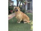 Adopt JR a Red/Golden/Orange/Chestnut Golden Retriever / Mixed dog in Temecula