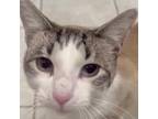 Adopt Yuki a Gray, Blue or Silver Tabby Domestic Shorthair (short coat) cat in
