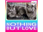 Adopt Boulder a Gray or Blue (Mostly) Domestic Shorthair (short coat) cat in