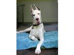 Adopt Fiona a White - with Black Great Dane / Mixed dog in North Hollywood