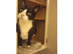 Adopt Niko a Black & White or Tuxedo Domestic Shorthair (short coat) cat in