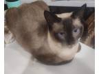 Adopt Pasadena a Cream or Ivory Siamese (short coat) cat in New Braunfels