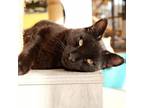 Adopt Acadia a All Black Domestic Shorthair / Mixed cat in Kanab, UT (38730978)