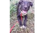 Adopt Gouda a Black Pit Bull Terrier dog in Ola, AR (38731014)