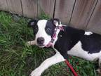 Adopt Swiss a Black - with White Pit Bull Terrier dog in Ola, AR (38731013)