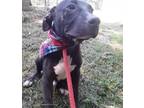 Adopt Jack a Black - with White Pit Bull Terrier dog in Ola, AR (38731012)
