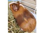 Adopt Flashbang a Brown or Chocolate Guinea Pig / Mixed small animal in Midland