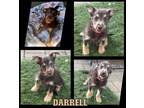 Adopt Darrell a Brown/Chocolate - with White Terrier (Unknown Type
