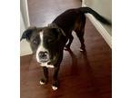 Adopt Enzo a Black - with White Weimaraner / American Staffordshire Terrier /