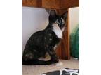 Adopt Marie a Calico or Dilute Calico Domestic Shorthair (short coat) cat in San