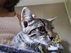 Adopt Skipper a Gray, Blue or Silver Tabby American Shorthair (short coat) cat