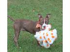 Adopt MINI a Red/Golden/Orange/Chestnut - with White Boston Terrier / Pit Bull