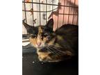 Adopt Chyna a Tortoiseshell Domestic Shorthair (short coat) cat in Loogootee