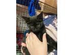 Adopt Cosmo a Black (Mostly) Domestic Shorthair (short coat) cat in Loogootee