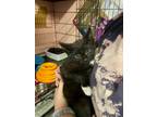 Adopt Dexter a Black & White or Tuxedo Domestic Shorthair (short coat) cat in