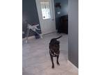 Adopt Mariano a Black Labrador Retriever / Puli / Mixed dog in Sturbridge