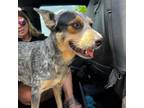 Adopt Sierra a Gray/Silver/Salt & Pepper - with Black Australian Cattle Dog /