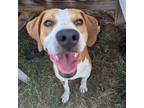 Adopt Wylie a Tan/Yellow/Fawn Beagle / Mixed dog in Tomah, WI (38729603)