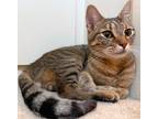 Adopt EGYPT a Brown Tabby Domestic Shorthair (short coat) cat in Brea
