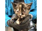 Adopt Kapri a Tortoiseshell Domestic Shorthair / Mixed cat in Los Angeles