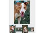 Adopt Melanie a White - with Red, Golden, Orange or Chestnut Bull Terrier /