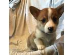 Pembroke Welsh Corgi Puppy for sale in Littleton, CO, USA