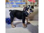 Bulldog Puppy for sale in Saint Louis, MO, USA