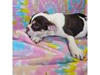 Bulldog Puppy for sale in Kansas City, MO, USA