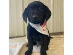 Labrador Retriever Puppy for sale in Glencoe, MN, USA