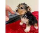 Yorkshire Terrier Puppy for sale in Mascoutah, IL, USA