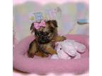 Brussels Griffon Puppy for sale in Kearney, NE, USA