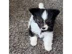 Papillon Puppy for sale in Kearney, NE, USA