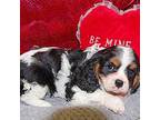 Cavalier King Charles Spaniel Puppy for sale in Kearney, NE, USA