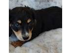 Dachshund Puppy for sale in Rosalia, KS, USA