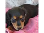 Dachshund Puppy for sale in Rosalia, KS, USA