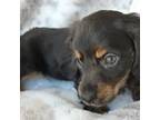 Dachshund Puppy for sale in Rosalia, KS, USA
