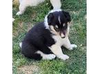 Bearded Collie Puppy for sale in Newberry, SC, USA