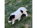 Bearded Collie Puppy for sale in Newberry, SC, USA