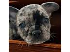 French Bulldog Puppy for sale in Templeton, CA, USA