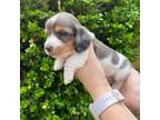 Dachshund Puppy for sale in Selmer, TN, USA