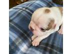 Boston Terrier Puppy for sale in Burleson, TX, USA