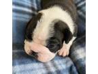 Boston Terrier Puppy for sale in Burleson, TX, USA