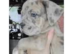 Olde English Bulldogge Puppy for sale in Kenbridge, VA, USA