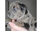 Olde English Bulldogge Puppy for sale in Kenbridge, VA, USA