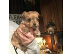 Yorkshire Terrier Puppy for sale in Lacona, NY, USA