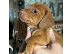 Dachshund Puppy for sale in Lacona, NY, USA