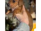 Dachshund Puppy for sale in Lacona, NY, USA