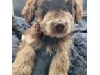 Aussiedoodle Puppy for sale in Columbia, SC, USA